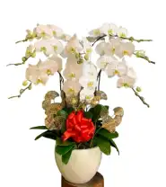 Chậu Lan Hồ Điệp 10 Cành Chúc Mừng - Mã: I-169 - Giá: 3.000.000đ