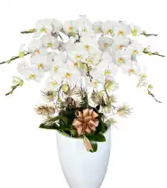 Chậu Hoa Lan Hồ Điệp 10 Cành Trắng - Mã: I-220 - Giá: 3.000.000đ