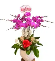Chậu Lan Hồ Điệp 5 Cành Màu Tím Chúc Mừng - Mã: I-216 - Giá: 1.500.000đ